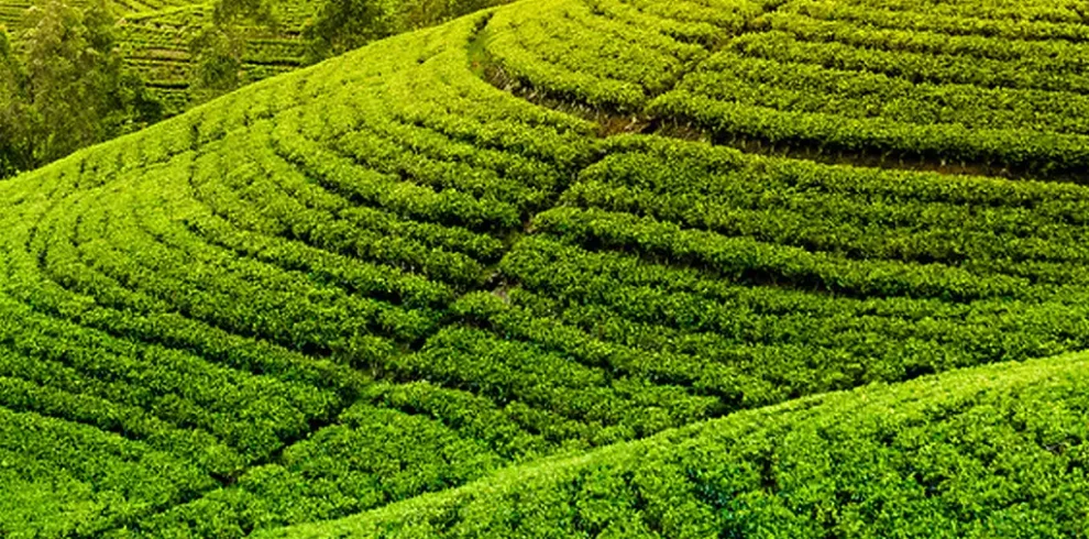 nuwaraeliya